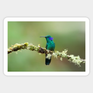 Green Violetear Hummingbird - Costa Rica Sticker